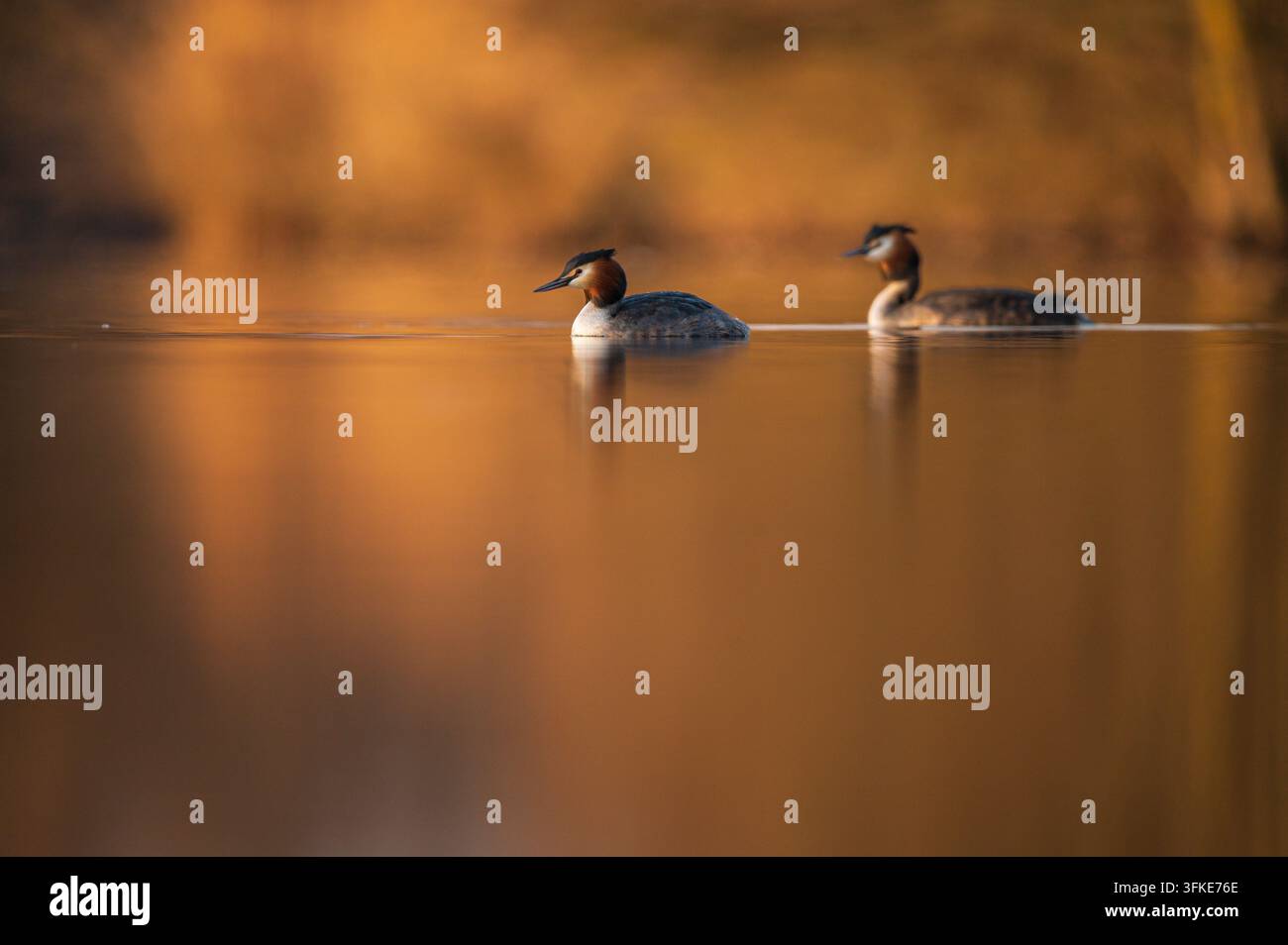 Ein ruhiges, auf Augenhöhe aufgenommenes Foto von zwei Haubentauchern (Podiceps cristatus), die während der goldenen Stunde auf einem ruhigen, spiegelnden See schwimmen. Das warme, Stockfoto