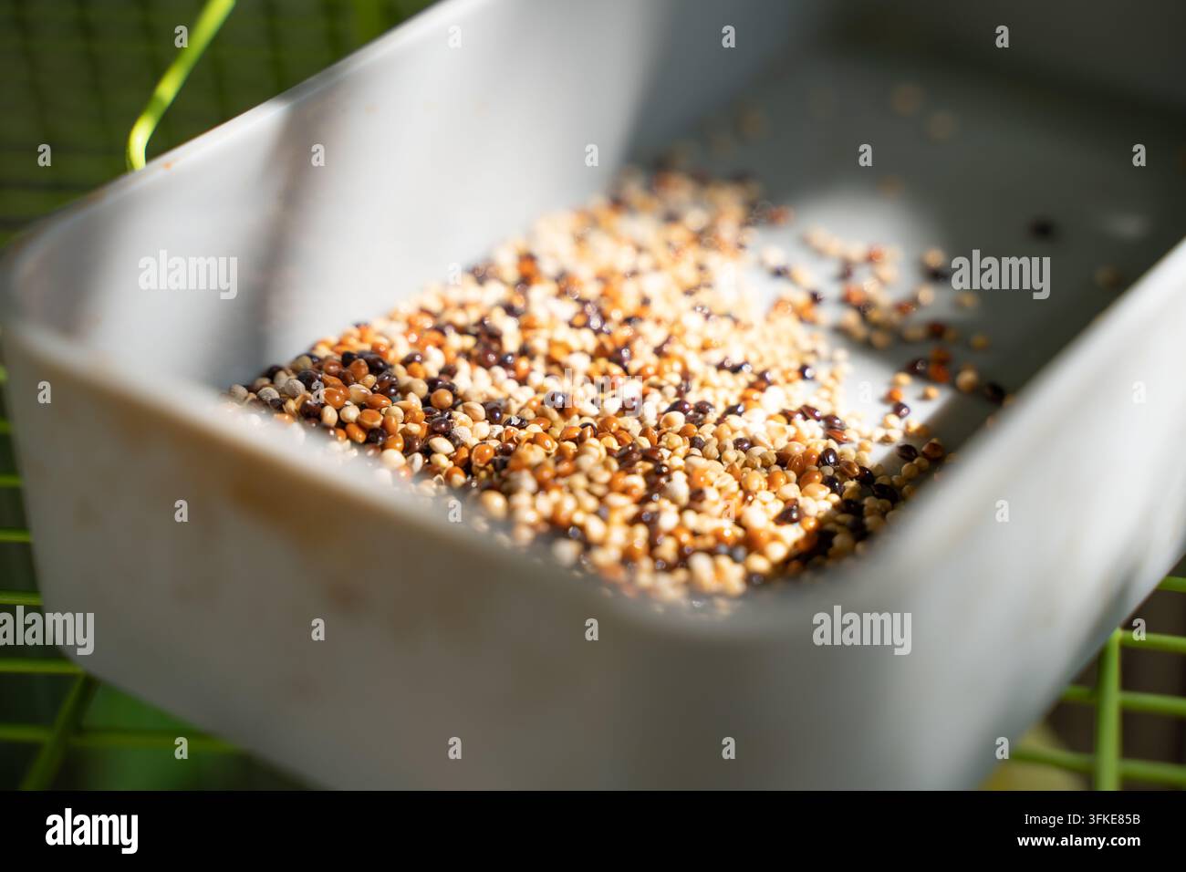 Nahaufnahme von gemischtem Vogelfutter in einer Vogelkäfig-Futterschale Stockfoto