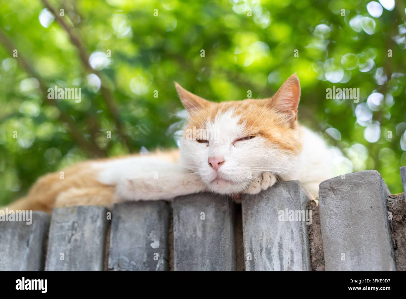 Orange-weiße Katze liegt auf einer Ziegelmauer mit unter das Kinn gelegten Pfoten Stockfoto