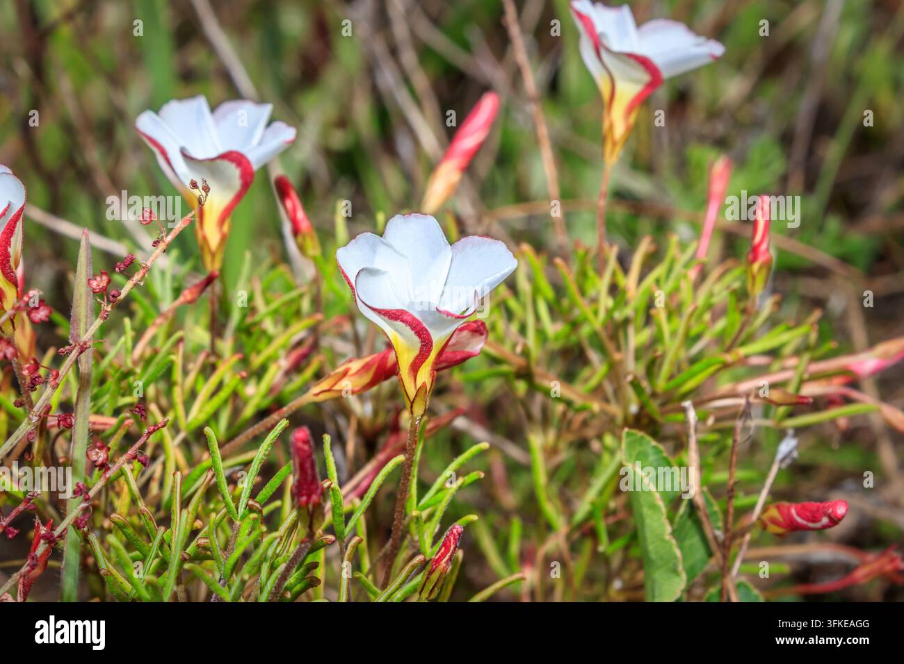 Oxalis versicolor Zuckerhut-Sauerampfer im Rondebosch Common, Kapstadt Stockfoto