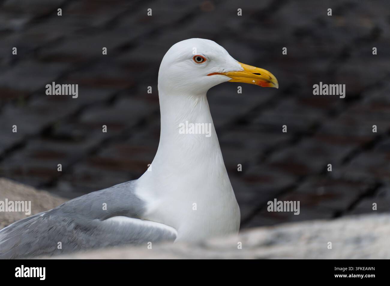 Porträt einer erwachsenen Gelbschnabelmöwe mit leuchtend gelbem Schnabel, rotem Fleck und orangefarbenem Augenring vor einem dunklen, strukturierten Hintergrund. Stockfoto