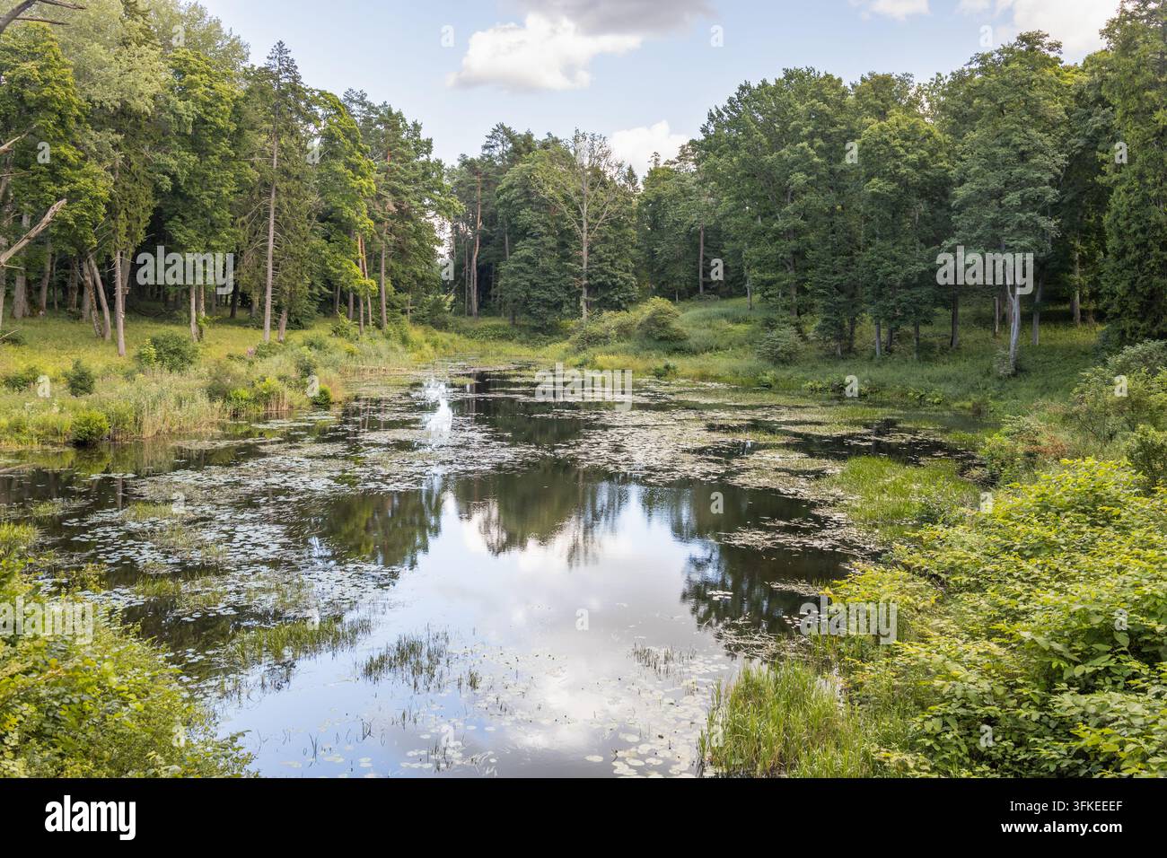 Waldteich umgeben von üppigen grünen Bäumen und Laub Stockfoto
