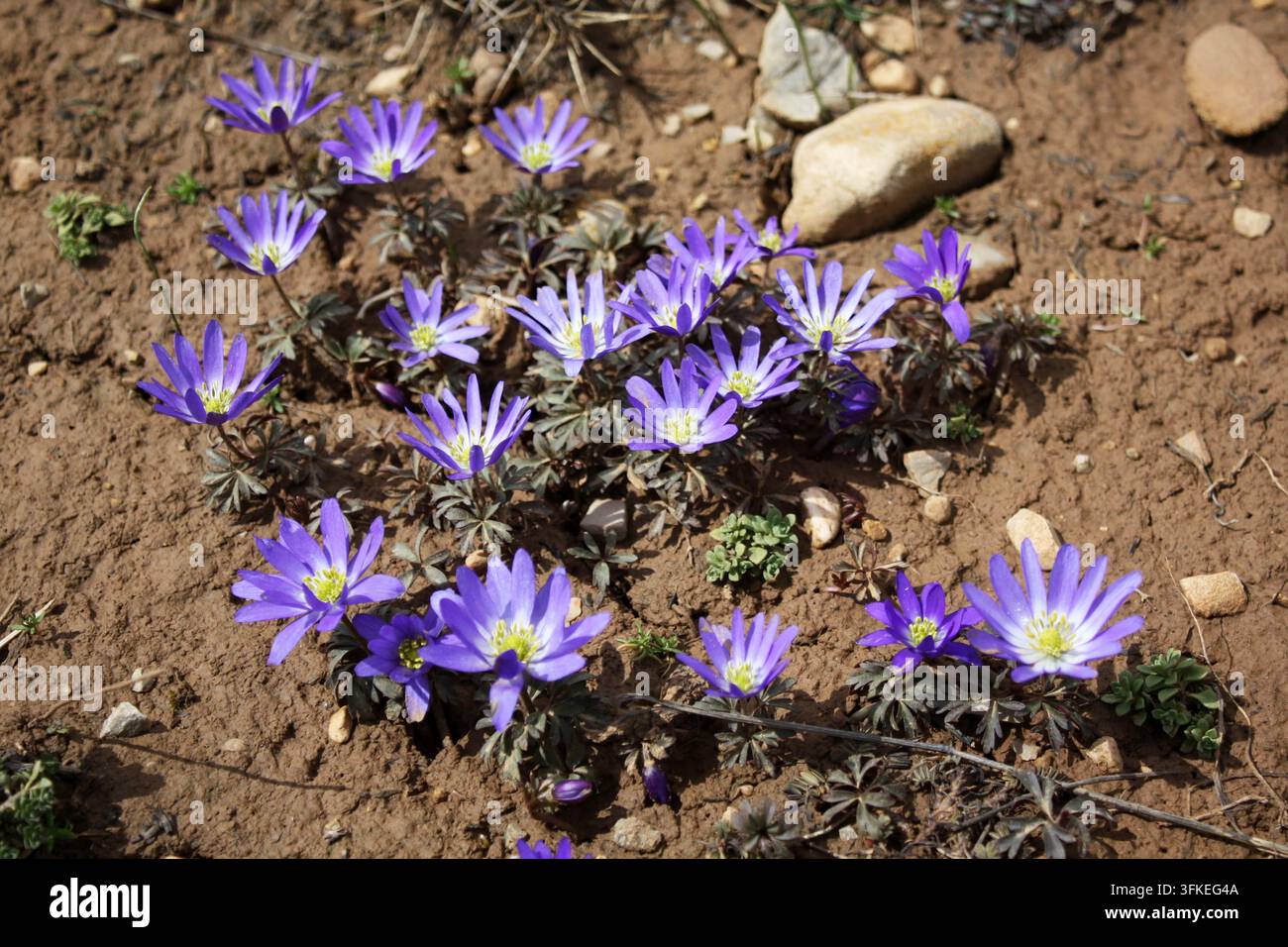 Der Balkan Anemone (lateinisch: Anemone Blanda) blüht im Wald Stockfoto