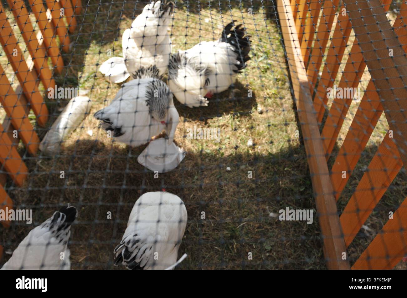 Haushühner in einem Viehstall auf einer Landwirtschaftsausstellung in Rudawka Rymanowska, Polen, August 2013. Stockfoto