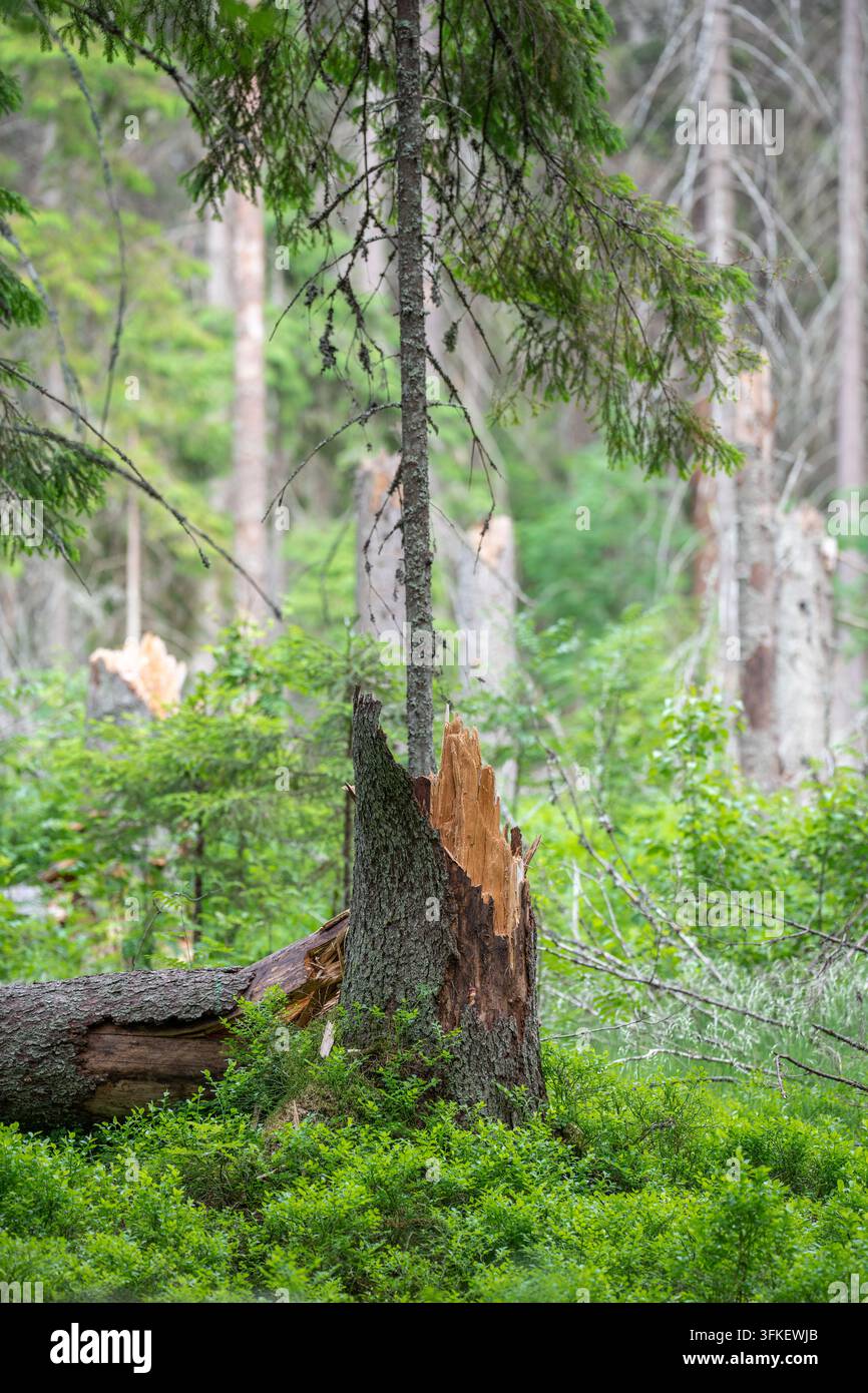 Abgebrochener Fichtenstumpf und gefallener Stamm bleiben nach Borkenkäferschäden und starken Waldwinden Stockfoto