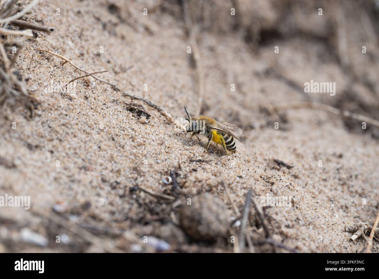 Meeresaster-Biene Colletes halophilus, einzelne Sandbiene, die sich einer Nistkammer am Rand eines Küstensalzmarsches nähert, Donna Nook NR, Lincolnshire, UK, Se Stockfoto