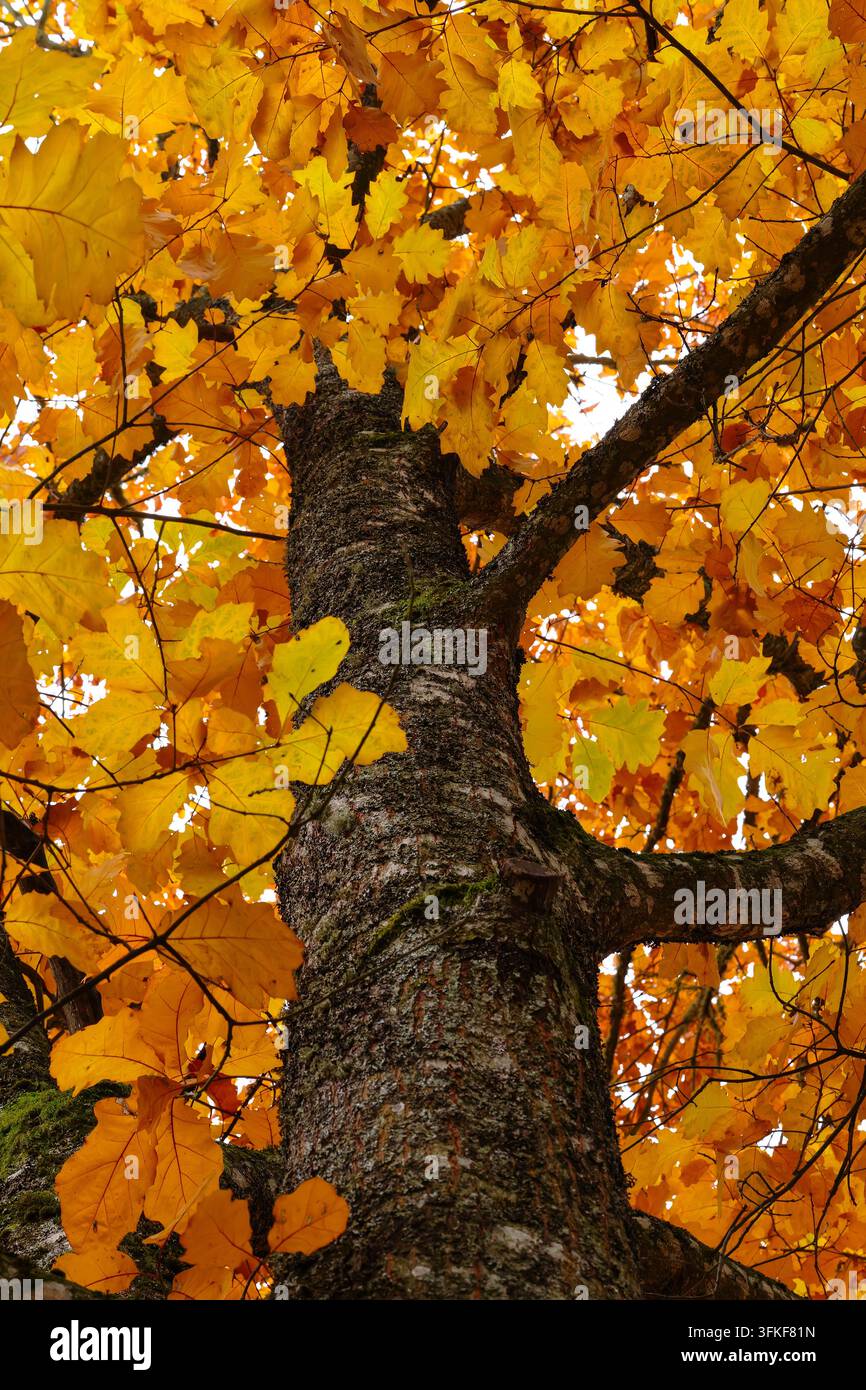 Goldene Blätter im Herbst, Rote Eiche Stockfoto