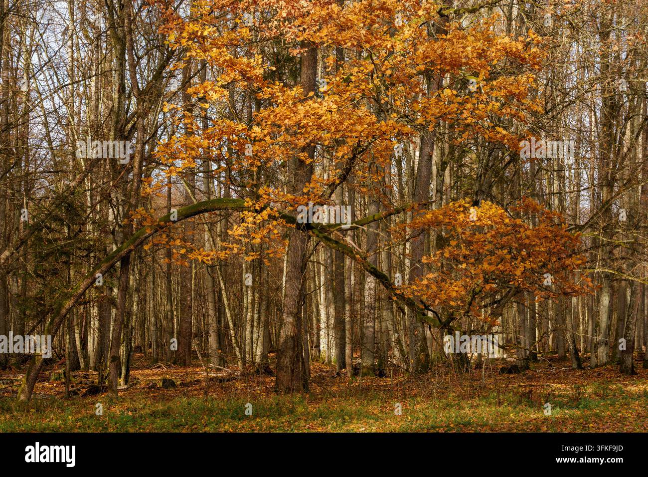 Eiche im Herbst mit orangefarbenen Blättern im Wald. Herbstsaison und Wildnis-Konzept Stockfoto