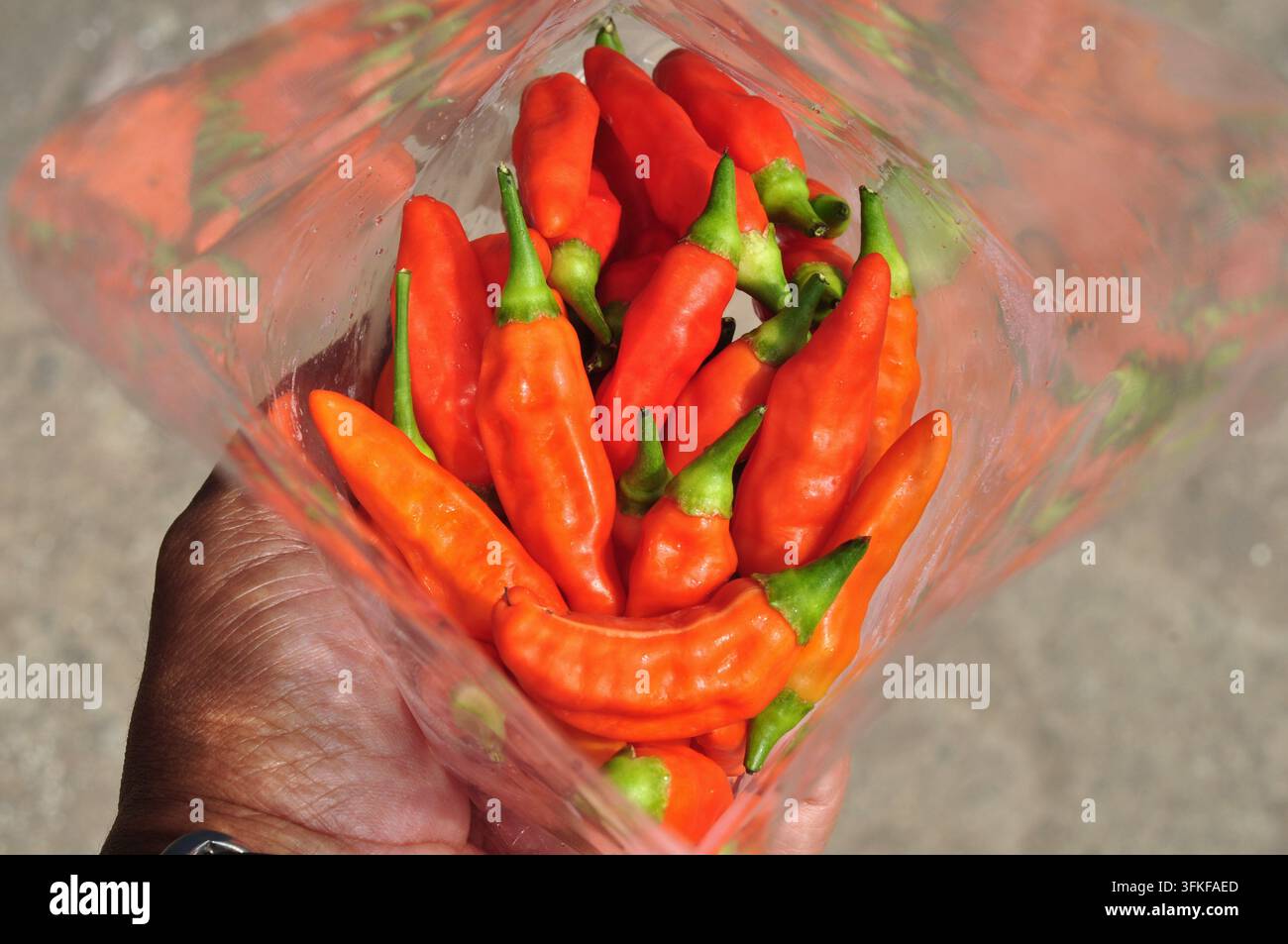 Oberansicht von frischen roten Chilischoten in einer transparenten Plastiktüte Stockfoto