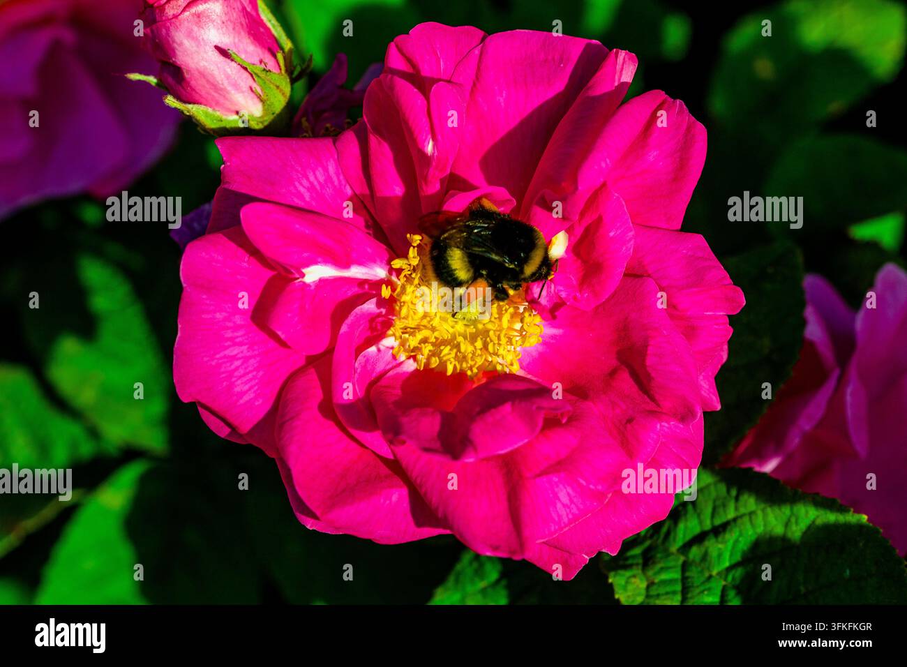 Rosa Gallica Officinalis, bekannt als die Apothekerrose und auch als die Rote Rose von Lancaster mit tiefrosa bis karmesinroten Blütenblättern. Stockfoto