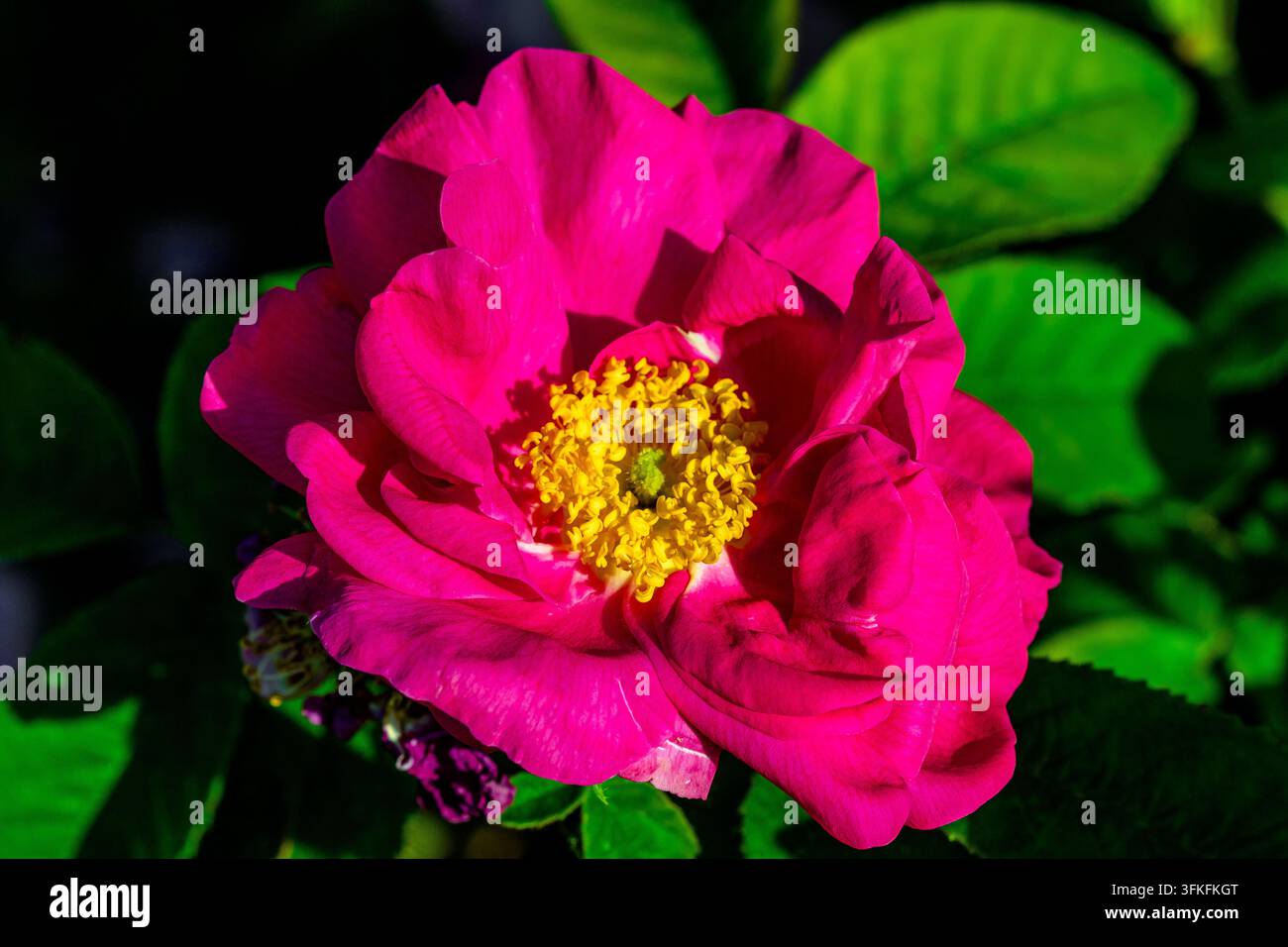 Rosa Gallica Officinalis, bekannt als die Apothekerrose und auch als die Rote Rose von Lancaster mit tiefrosa bis karmesinroten Blütenblättern. Stockfoto
