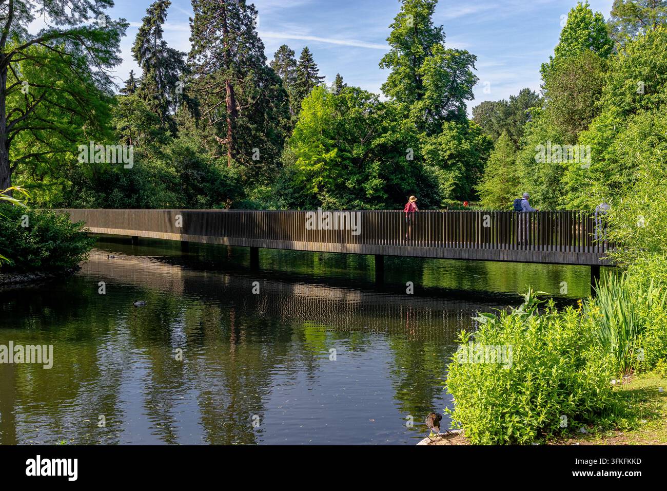 Die Sackler Crossing, eine geschwungene Brücke, entworfen von John Pawson, spannt sich über den See im Royal Botanic Gardens Kew, Kew, London Stockfoto