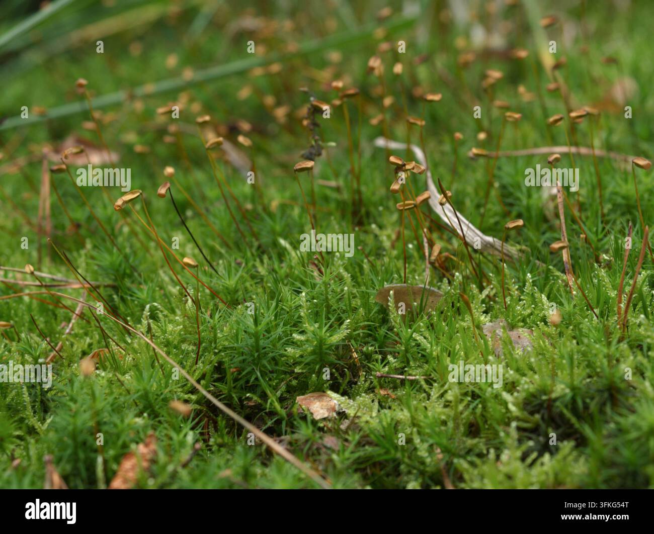 Makro-Nahaufnahme von grünem Moos mit Sporenkapseln auf dem Waldboden Stockfoto