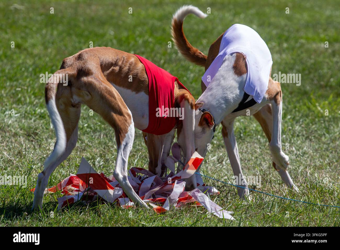 Windhunde bei einem Coursing-Hunderennen Stockfoto