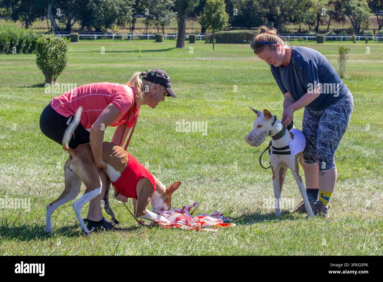 Menschen mit ihren Windhunden bei einem Coursing-Wettrevent für Hunde Stockfoto