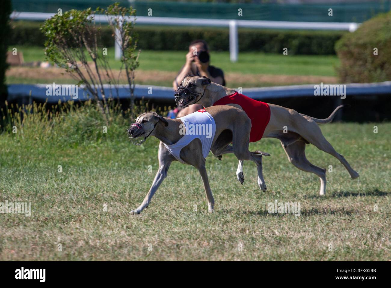 Windhunde bei einem Coursing-Hunderennen Stockfoto