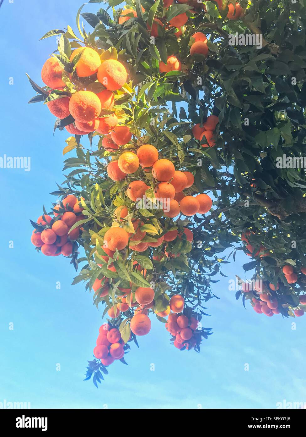 Niedrigwinklige Ansicht von reifen Orangen, die an einem Zweig des Orangenbaums hängen Stockfoto