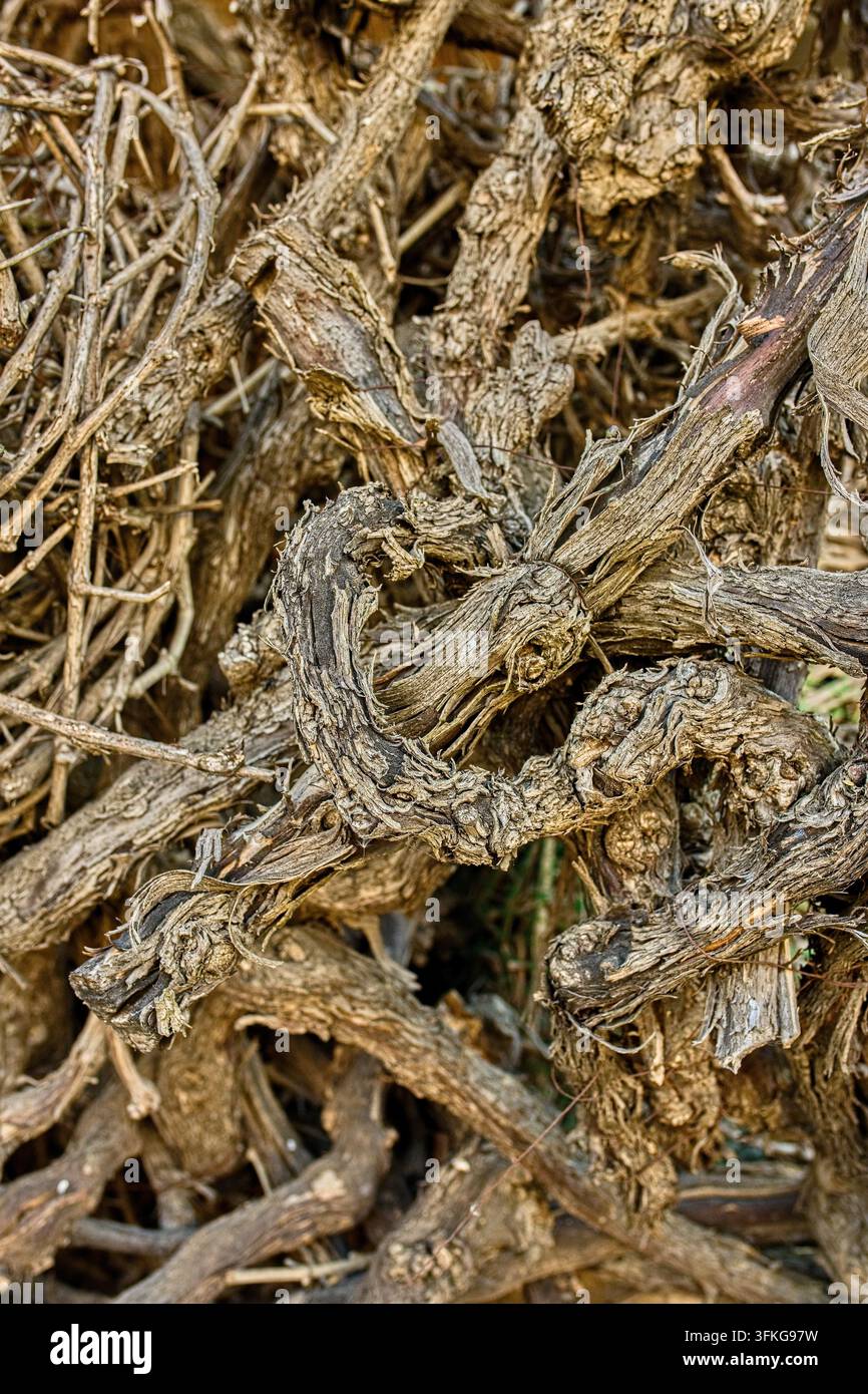 Nahaufnahme von alten verflochtenen und rohen Weinstöcken ohne Blätter, braune natürliche Struktur und Textur des Holzes, Weinbau. Stockfoto