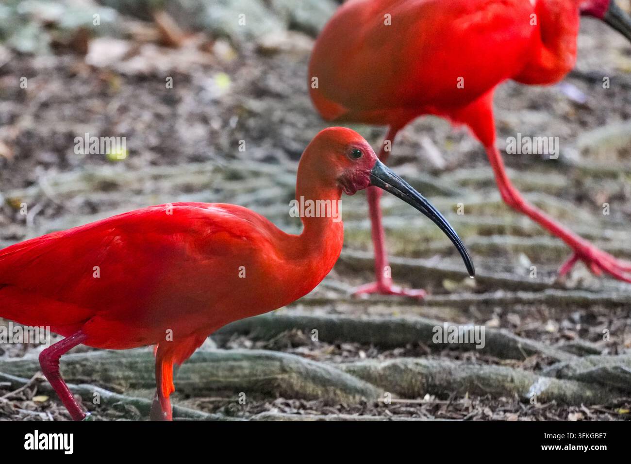 Ein Scharlachsichler (Eudocimus ruber) im Parc Zoologique de Guyane in Macouria, Französisch-Guayana, Frankreich. Seine leuchtend rote Farbe stammt von Carotinoid-Pigmenten in den Krabben, Garnelen und anderen Krustentieren, die er frisst. Der Watvogel lebt in Mangroven, Watten und Küstengewässern im Norden Südamerikas, einschließlich der Küste von Französisch-Guayana. Stockfoto