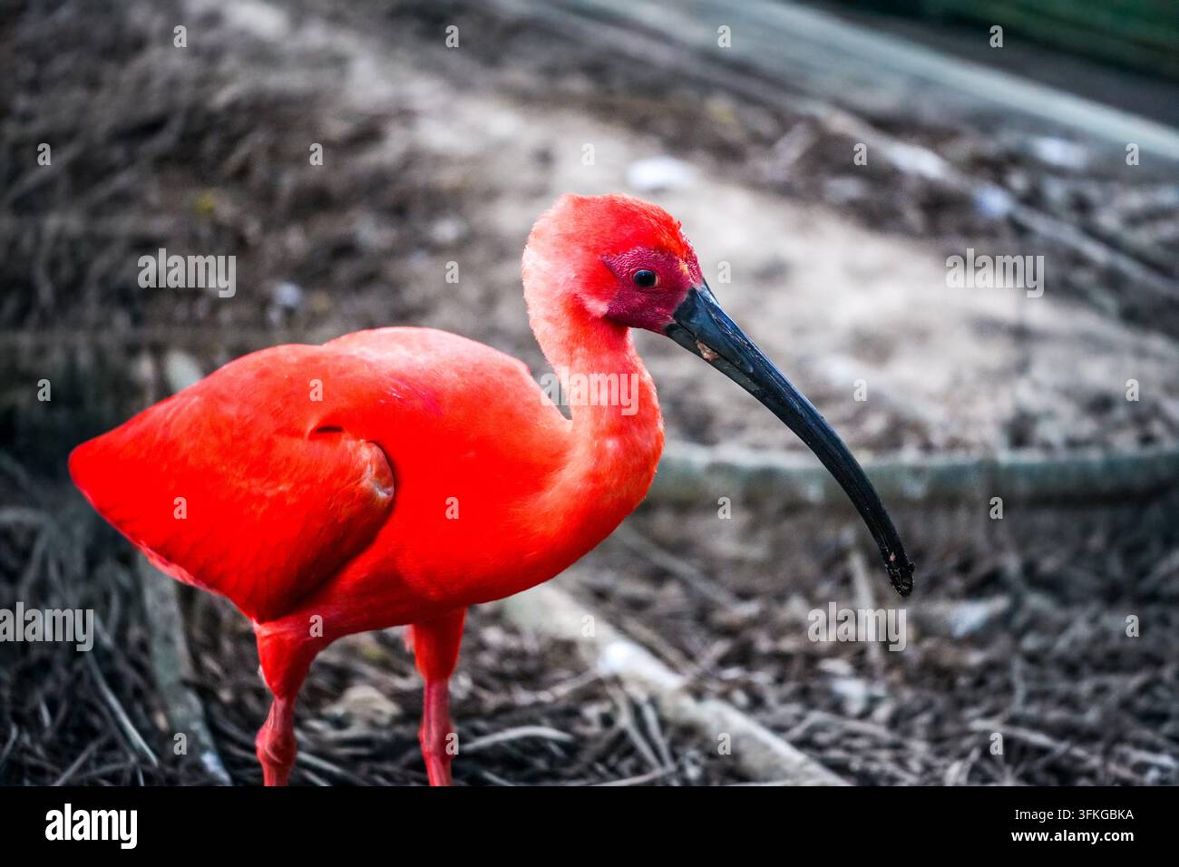Ein Scharlachsichler (Eudocimus ruber) im Parc Zoologique de Guyane in Macouria, Französisch-Guayana, Frankreich. Seine leuchtend rote Farbe stammt von Carotinoid-Pigmenten in den Krabben, Garnelen und anderen Krustentieren, die er frisst. Der Watvogel lebt in Mangroven, Watten und Küstengewässern im Norden Südamerikas, einschließlich der Küste von Französisch-Guayana. Stockfoto