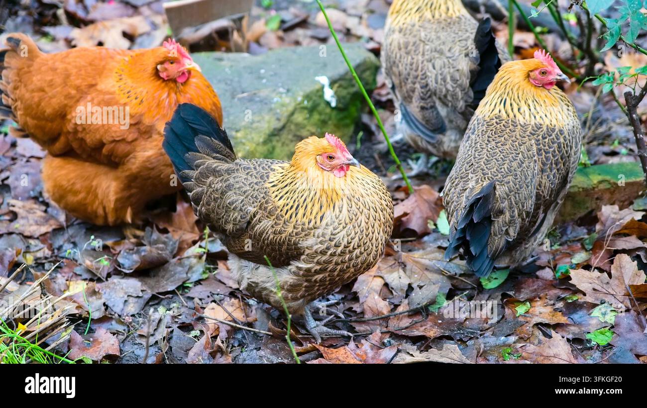 Gruppe bunter Hühner, die auf dem mit trockenen Blättern bedeckten Boden nach Futter suchen, Hof auf dem Land, Haustiere. Stockfoto