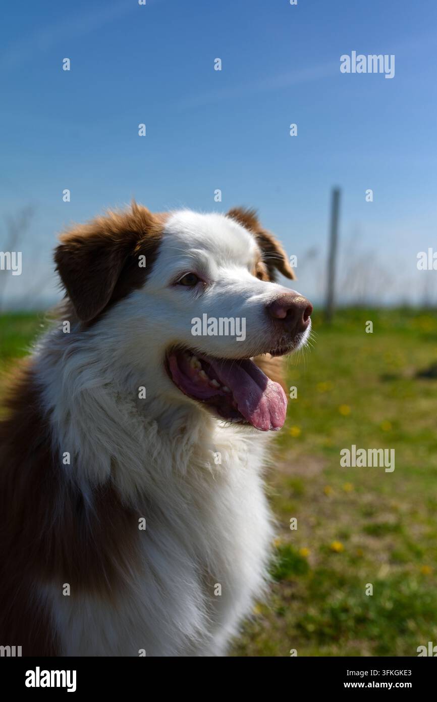 Froher Border-Collie-Hund mit herausgestreckter Zunge im Freien in der Natur an einem sonnigen Tag, Haustierporträt. Stockfoto