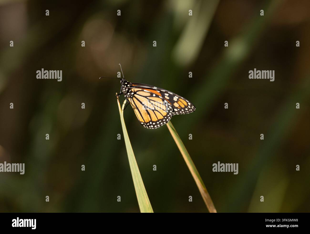 Monarch-Schmetterling - Danaus plexippus Stockfoto