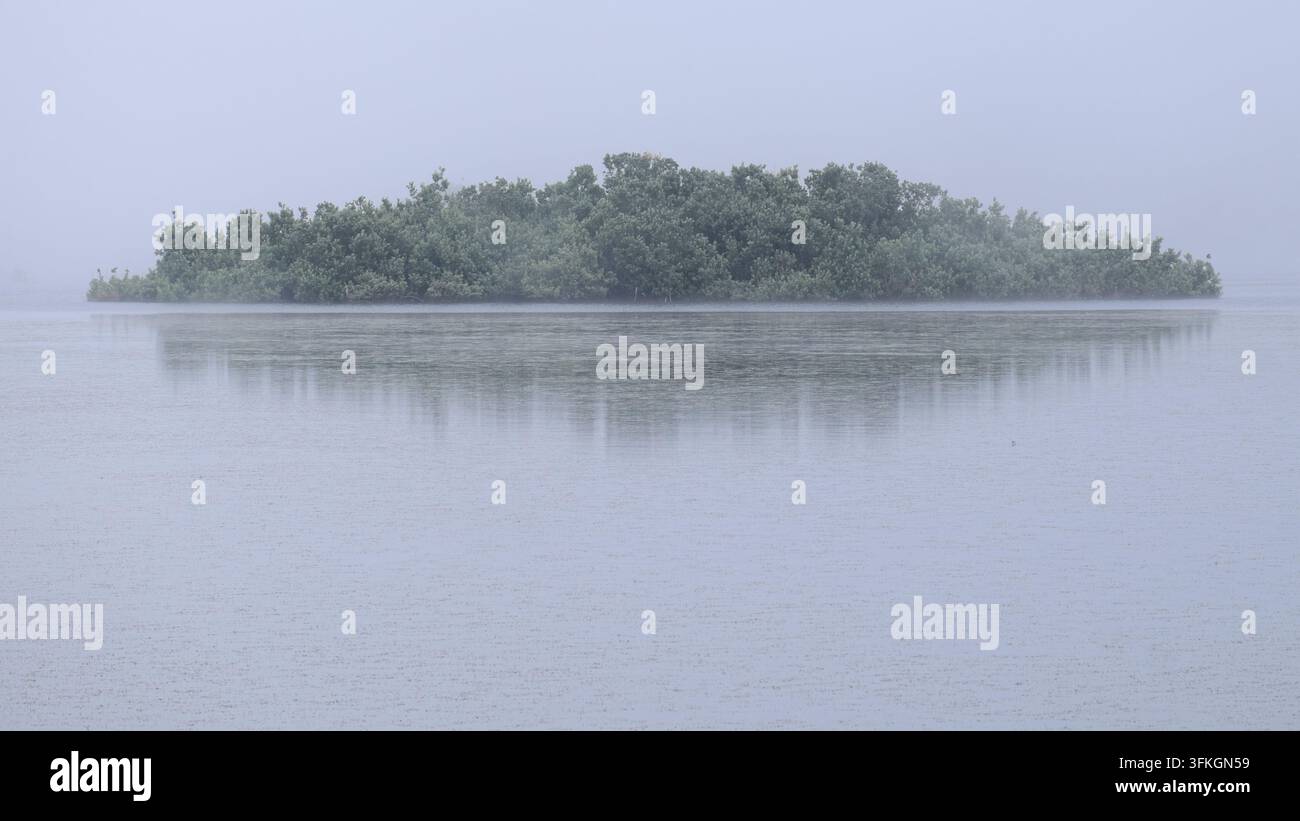 Nebel auf schwimmender Insel, Lago Biviere, Nebrodi-Park, Sizilien, Italien Stockfoto