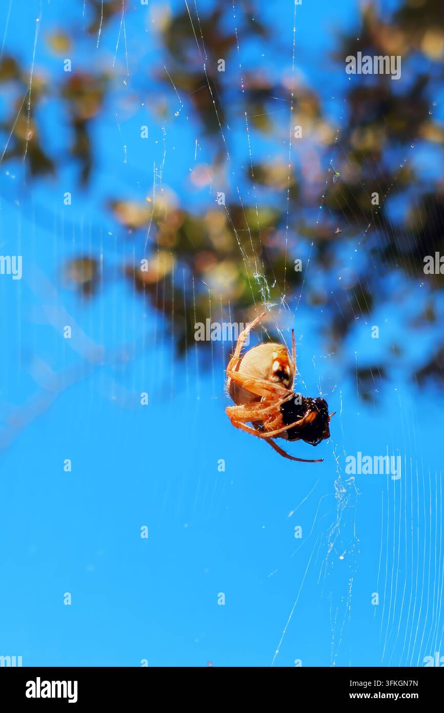 Radnetzspinne, die Beute im Netz fängt Stockfoto