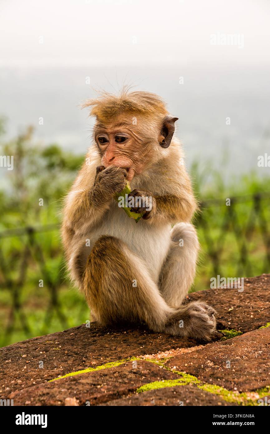 Niedlicher Babyaffe isst Obst auf einem Felsen in der Wildnis Stockfoto