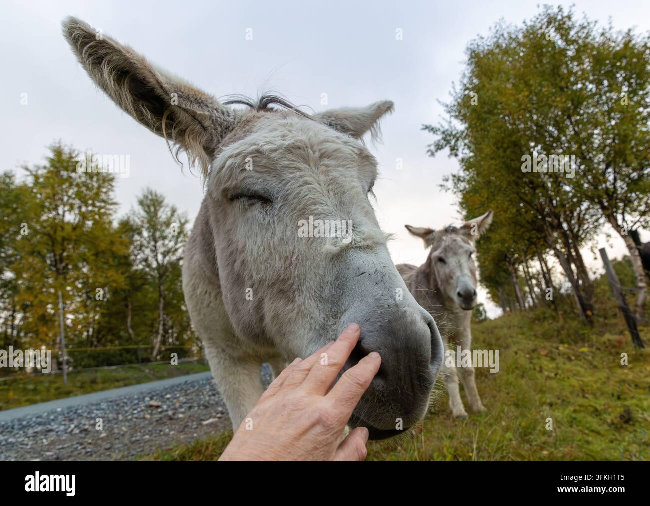 Hand streichelt sanft einen Esel im Freien Stockfoto