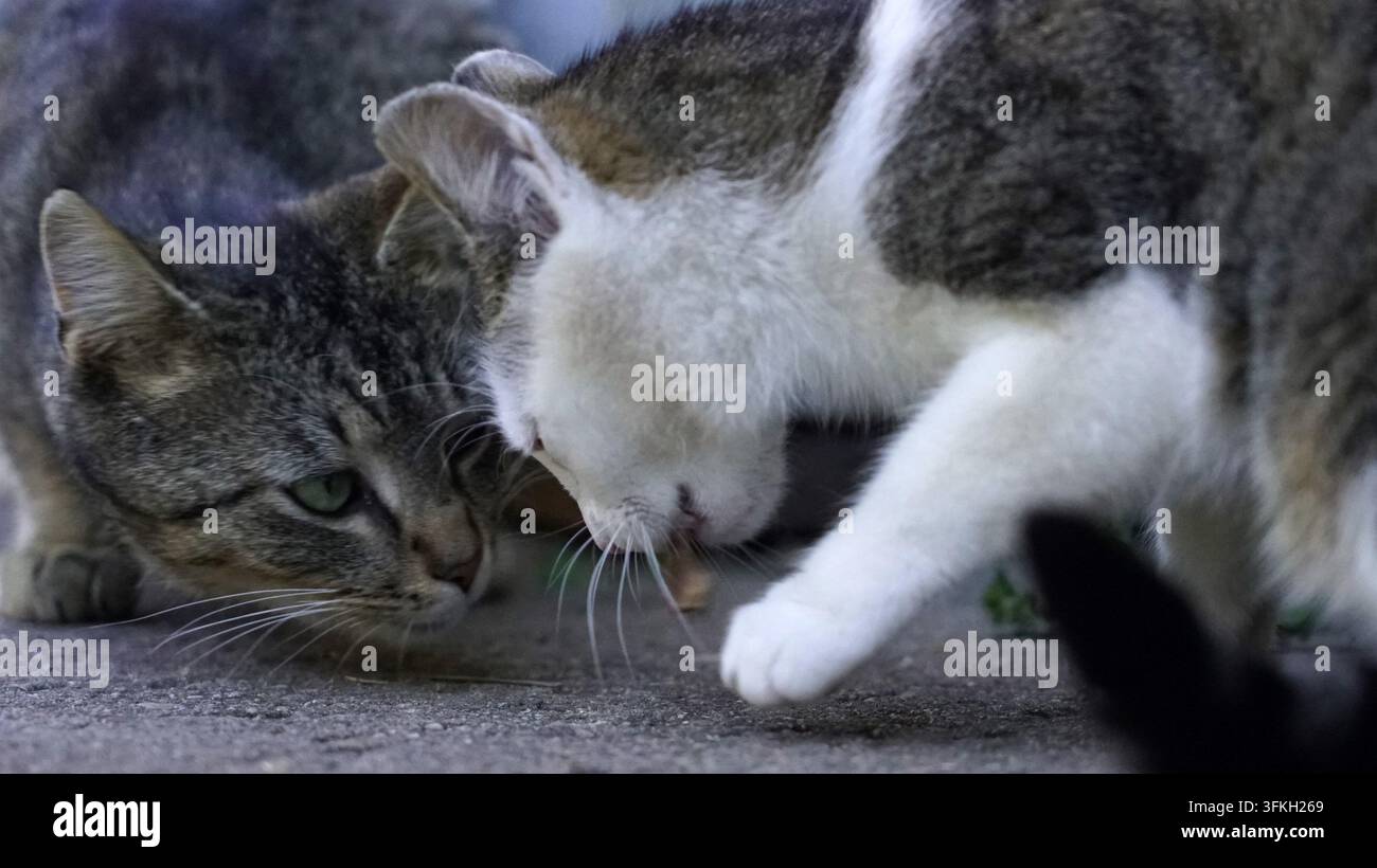 Zwei Hauskatzen interagieren spielerisch draußen auf dem Boden. Stockfoto