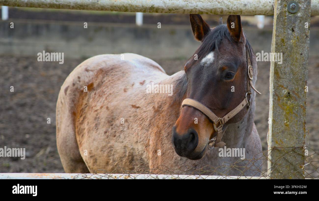 Nahaufnahme-Porträt eines Pferdes mit Halfter, das in einem Außengehege steht. Stockfoto