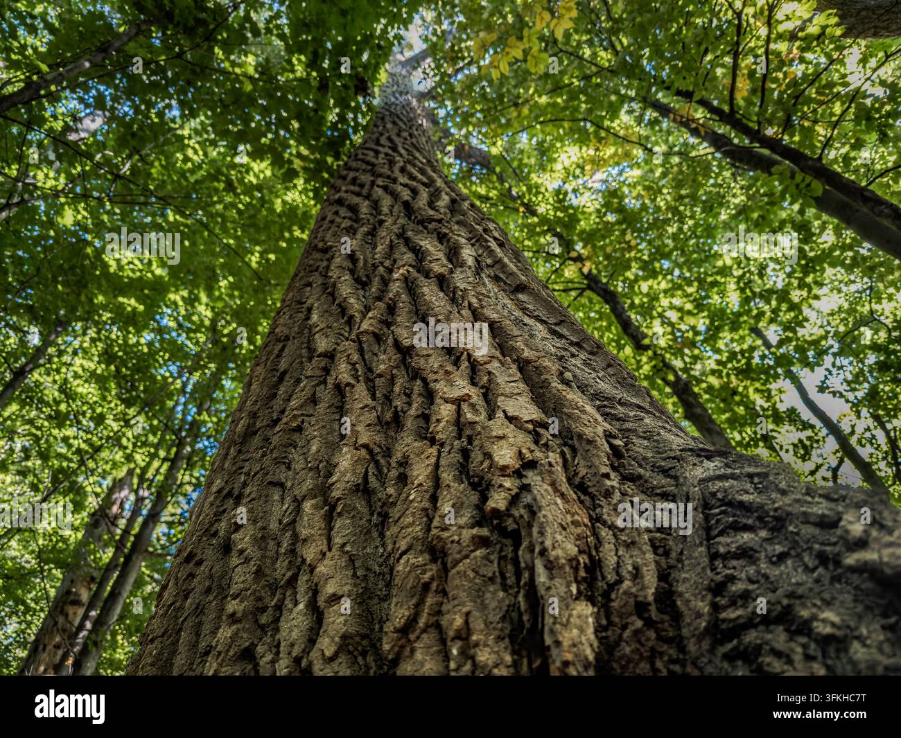 Niedriger Blick, der die tief gefurchte Rinde eines reifen östlichen Pappelbaums (Populus deltoides) unter einem grünen Sommerdach hinaufschaut. Stockfoto