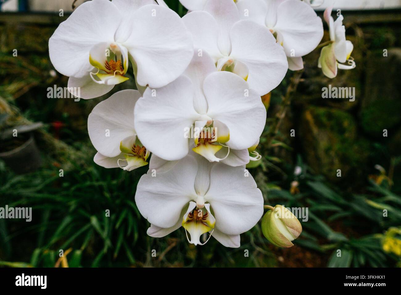 Nahaufnahme von weißen Phalaenopsis-Orchideen mit breiten Blütenblättern, gelben und lila gemusterten Mittelteilen, ungeöffneten Knospen und grünem Laub in einer kultivierten Tropenpflanze Stockfoto