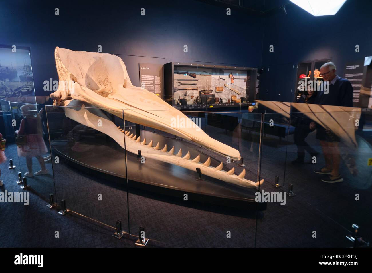 Ein riesiger Wal Kieferknochen, Zähne. In der Ausstellungsgalerie Islands To Ice Antarctica im Tasmanischen Museum und Kunstgalerie in Hobart, Australien. Stockfoto