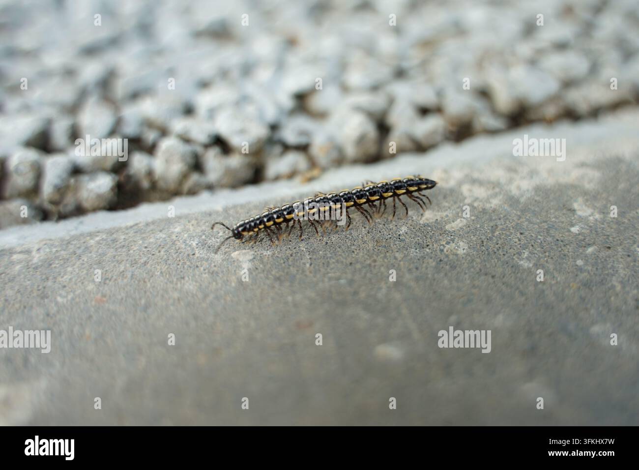Schwarz-gelbe Tausendfüßlerin krabbelt auf Betonrandstein Stockfoto