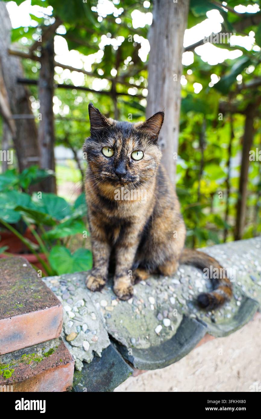 Tierschalmkatze sitzt oben auf einer gefliesten Hofmauer Stockfoto