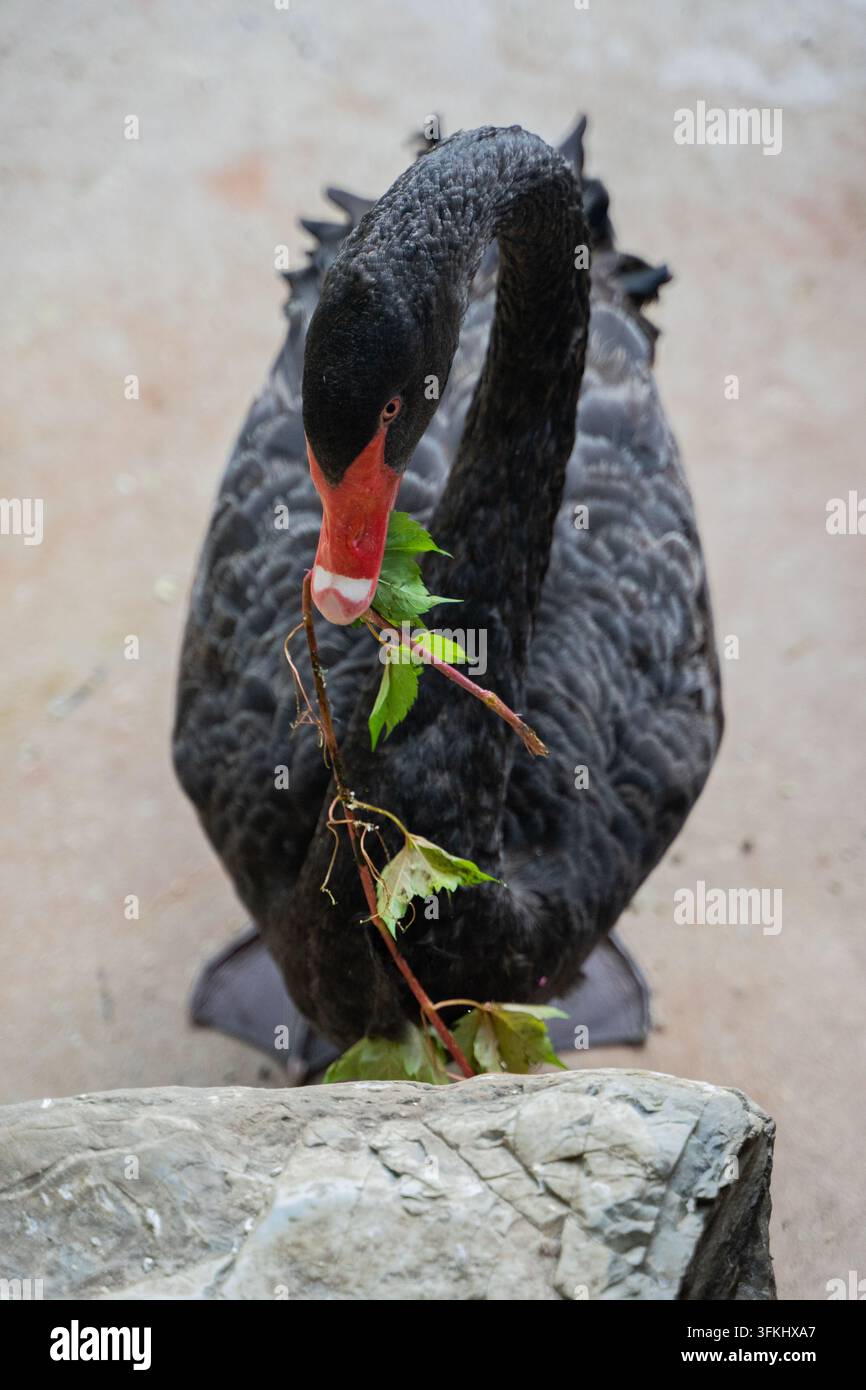 Nahaufnahme eines schwarzen Schwans, der steht und einen belaubten Zweig im Schnabel hält Stockfoto