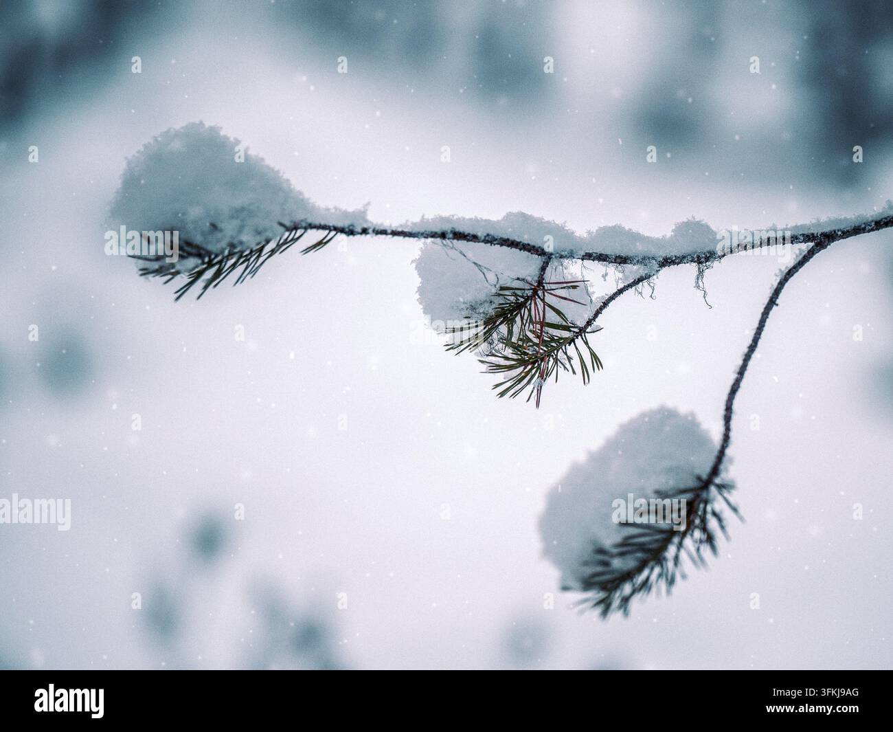 Schneebedeckte Kiefernzweige während sanften Schneefalls in einem winterlichen borealen Wald, mit einem weichen verschwommenen Hintergrund. Stockfoto