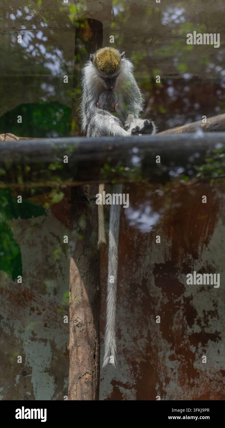 Grüner Affe umarmt sein Junges und sitzt auf einem Holzgestell im Tiergehege und blickt nach unten Stockfoto