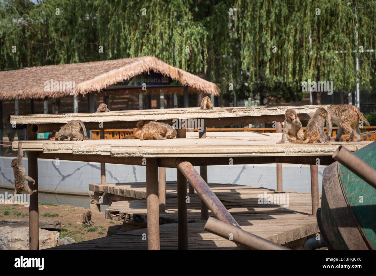 Gruppe von Rhesus-Makaken, die auf einer Plattform auf dem Affenhügel im Zoo ruhen Stockfoto