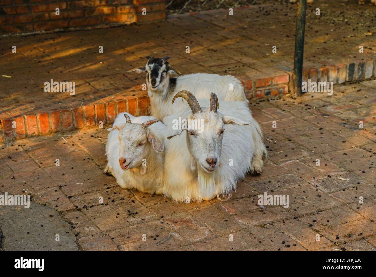 Drei Ziegen ruhen auf rotem Ziegelboden Stockfoto