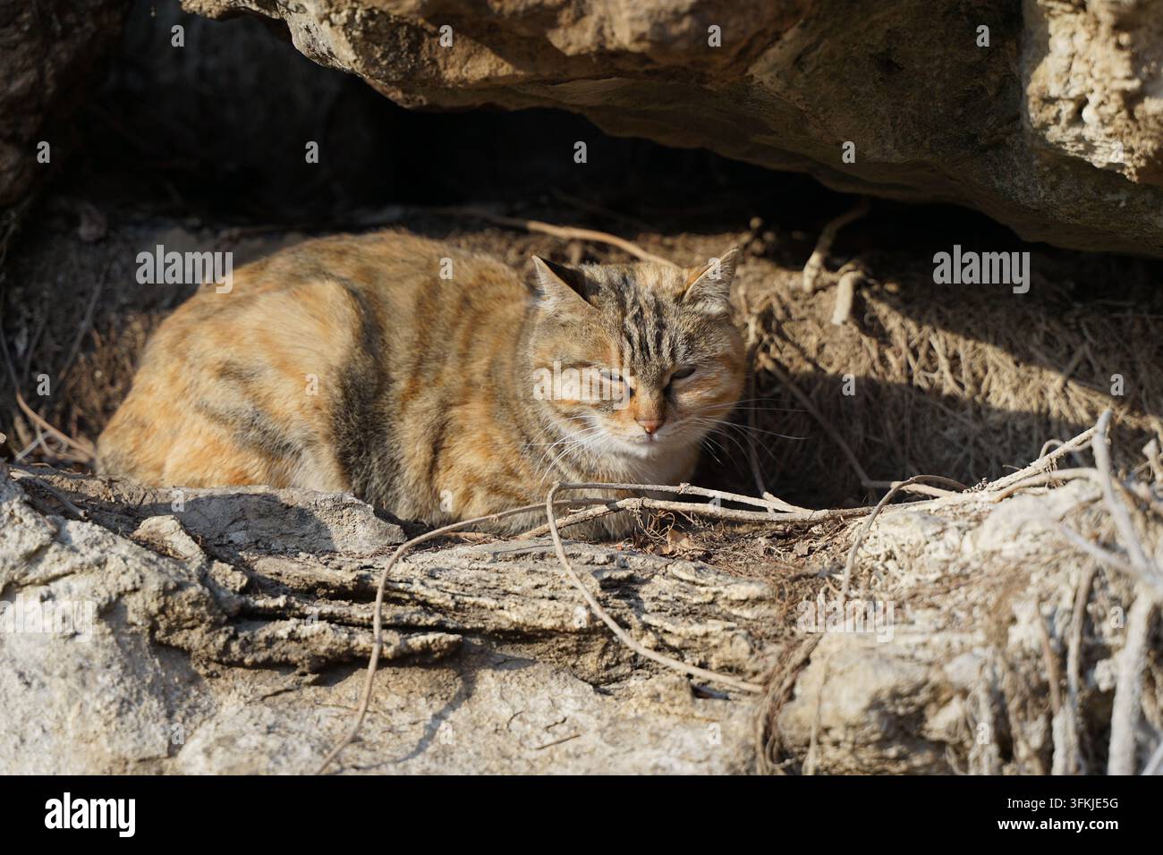 Calico-Streunerkatze liegt vor einer Felshöhle und ruht mit gesenktem Kopf Stockfoto