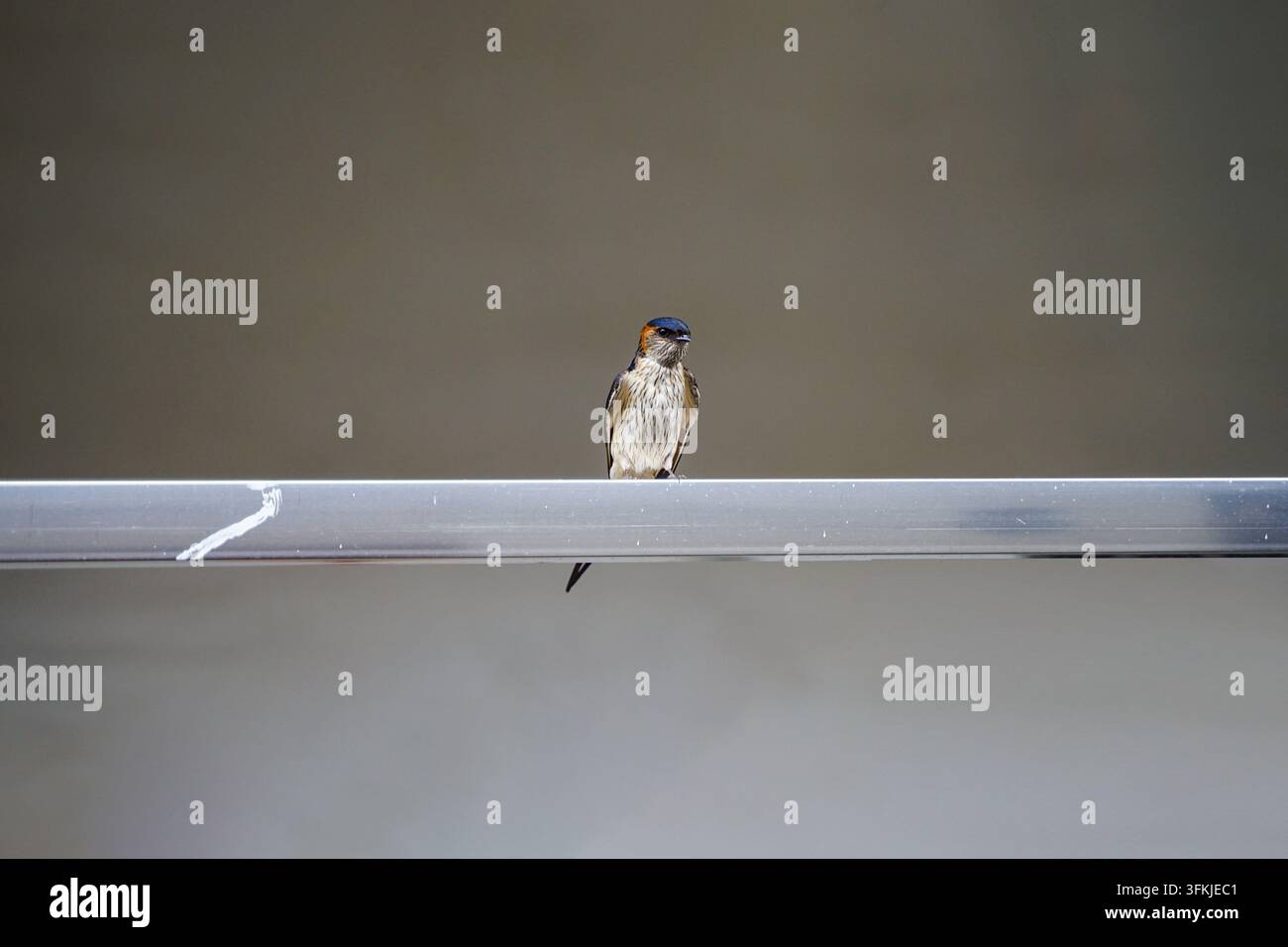 Schwalbe, die auf einem silbernen Metall-Wäscheleinenpfahl sitzt Stockfoto