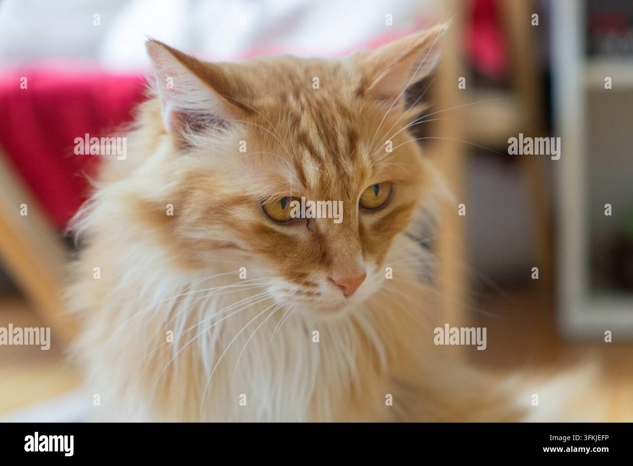 Langhaarige orange-weiße Katze schaut nachdenklich nach unten, ruhig und elegant Stockfoto