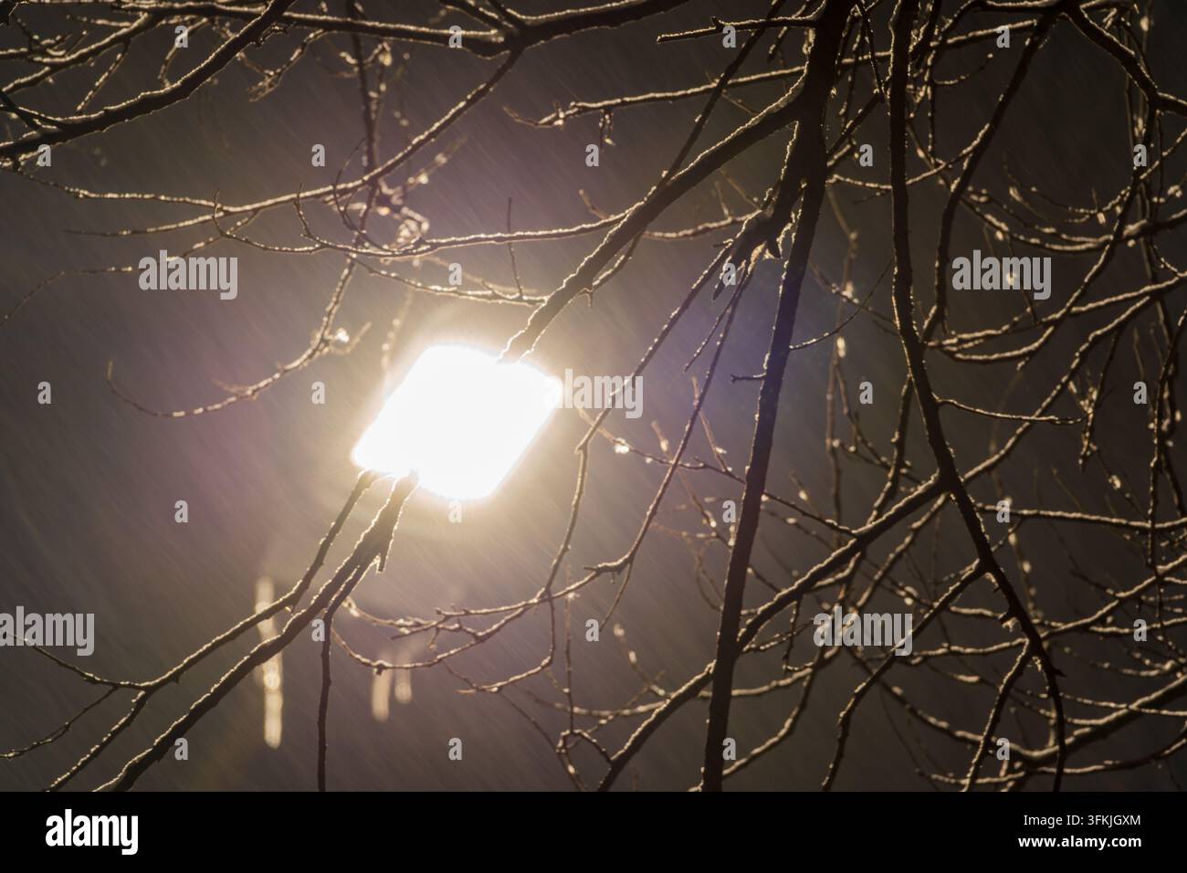 Silhouette von schneebedeckten Ästen unter Straßenlaterne in einer schneebedeckten Nacht Stockfoto