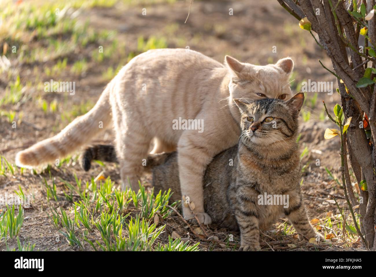 Zwei liebevolle Katzen, die eng miteinander interagieren, ein orangefarbener Tabby und ein gefleckter Tabby in einem warmen, gemütlichen Moment Stockfoto