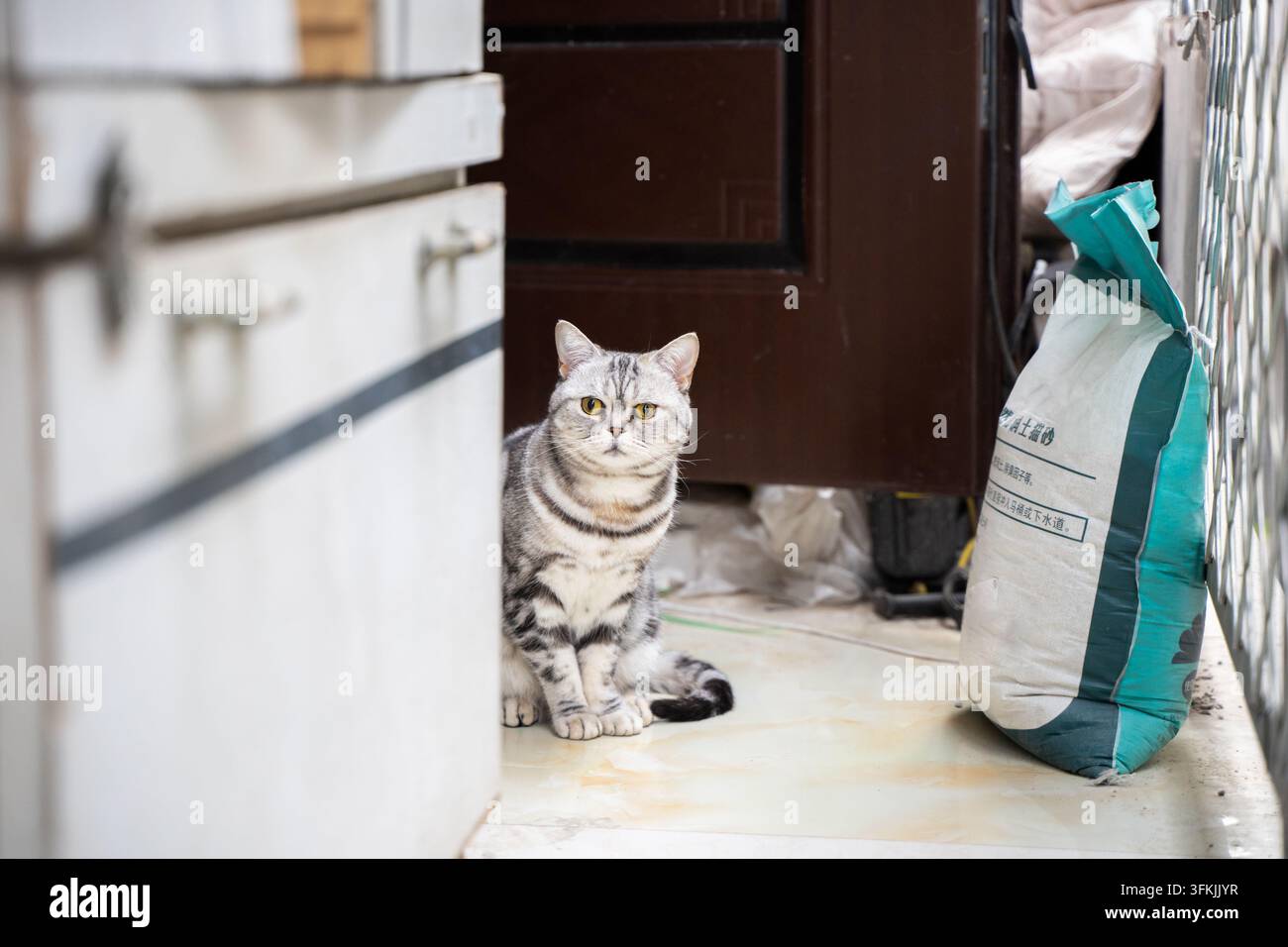 Silberfarbener Tabby-Kater sitzt aufrecht an einer Innentür Stockfoto