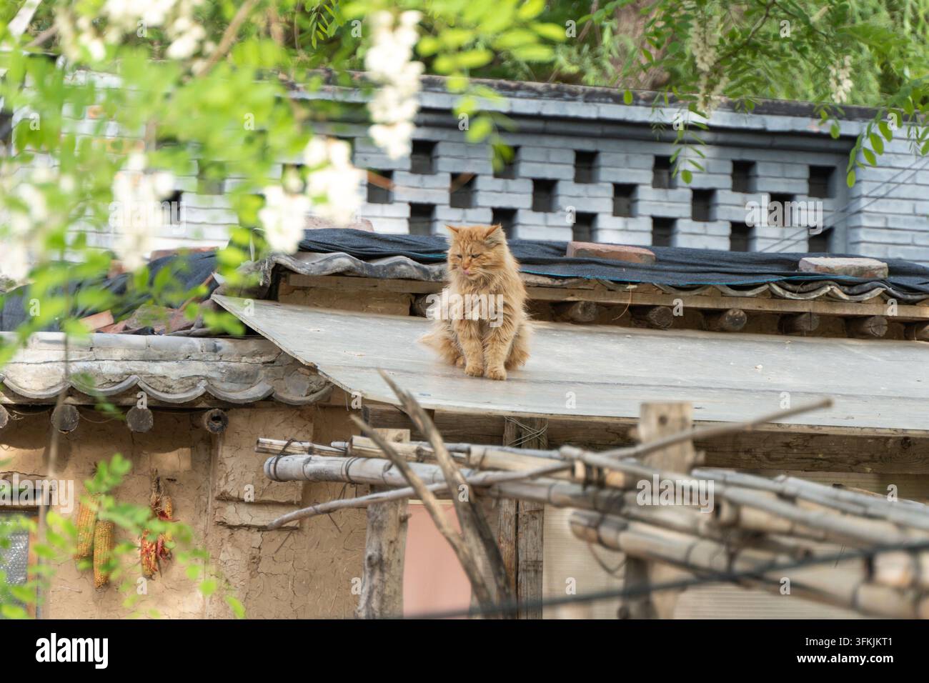 Ginger-Tabby-Katze sitzt auf einem rustikalen Landhausdach Stockfoto